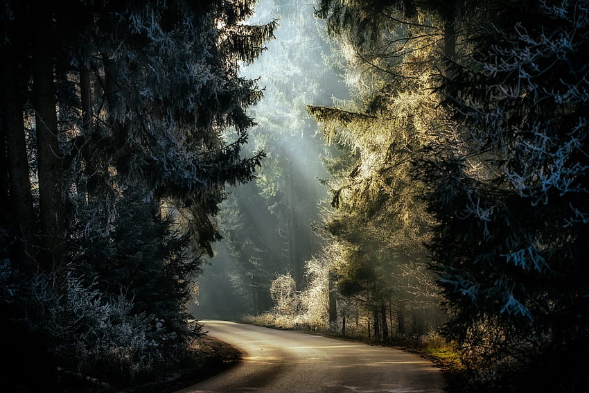 Road, nature, sunlight, tree HD wallpaper