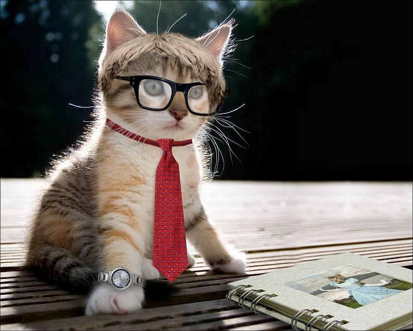 Humor Kätzchen Katzen Uhr Krawatte Brille, Katze mit Brille HD-Hintergrundbild