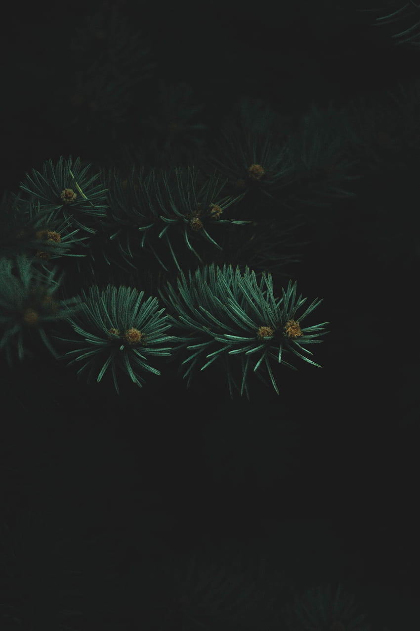 Nadel, dunkel, Zweig, dick, Nadeln, Weihnachtsbaum HD-Handy-Hintergrundbild