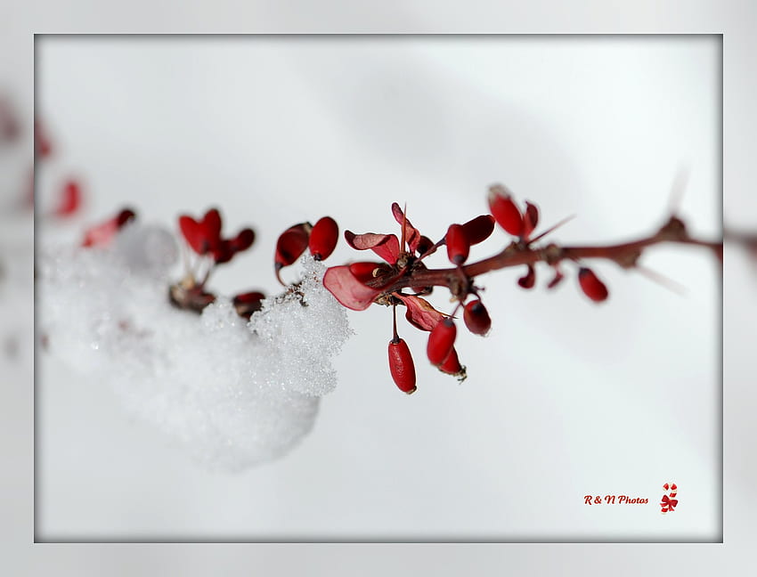 Delicate WinterTime, inverno, delicado, branco, tempo, neve, vermelho papel de parede HD