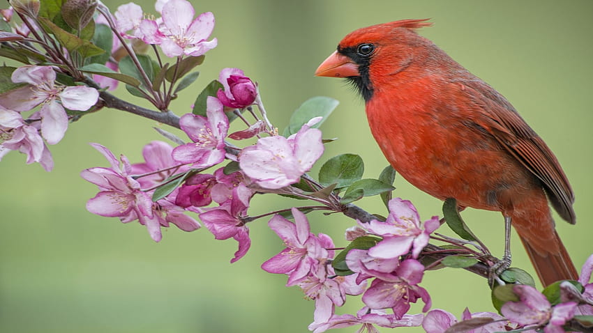 Cardinal in Spring, apple, branch, blossoms, red, tree HD wallpaper