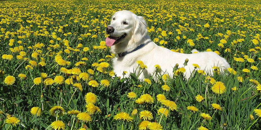 สัตว์ ดอกไม้ หญ้า สุนัข เดินเล่น ลาบราดอร์รีทรีฟเวอร์ วอลล์เปเปอร์ HD