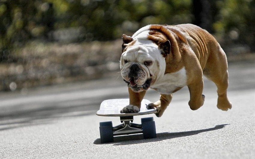 Animals, Dog, Bulldog, Skate, Ride HD wallpaper