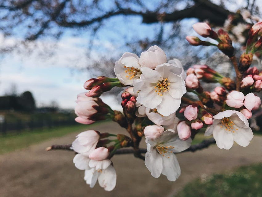 벚꽃 2018: 마지막 벚꽃을 볼 수 있는 곳, 4월은 너의 거짓말 벚꽃 HD 월페이퍼