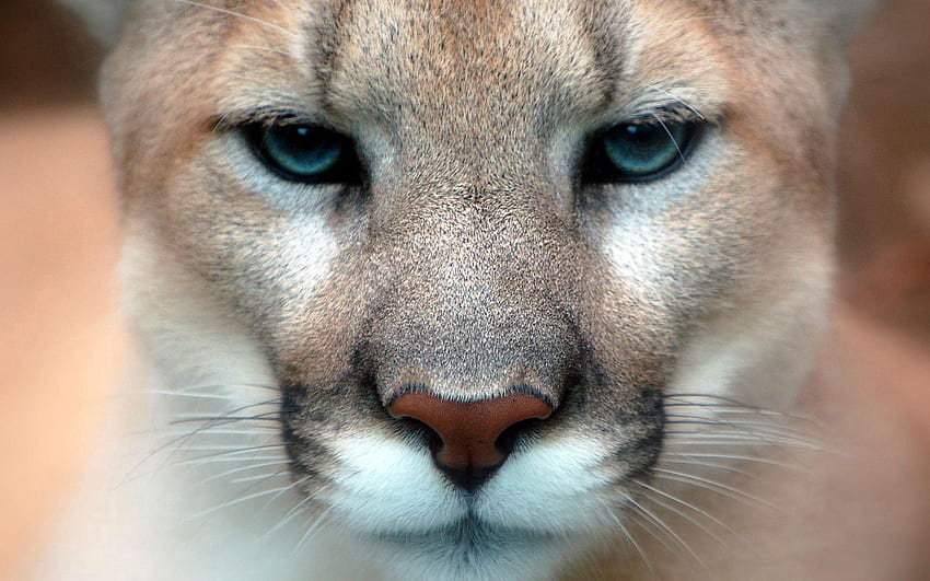 Animals, Puma, Muzzle, Close-Up, Sight, Opinion HD wallpaper