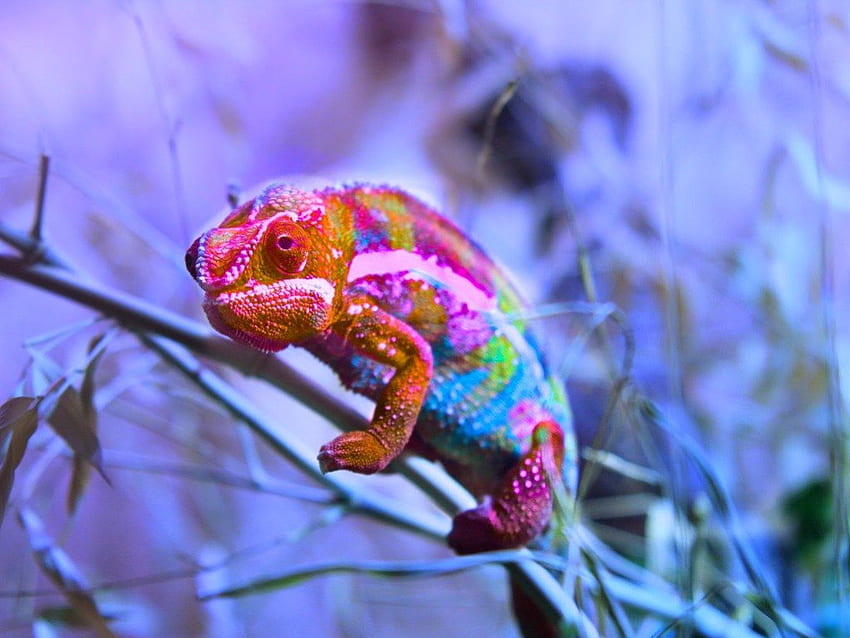 Colored chameleon, chameleon, colored, reptiles, animals HD wallpaper