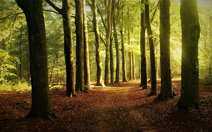Forest Avenue in Netherlands, Netherlands, forest, path, avenue HD wallpaper