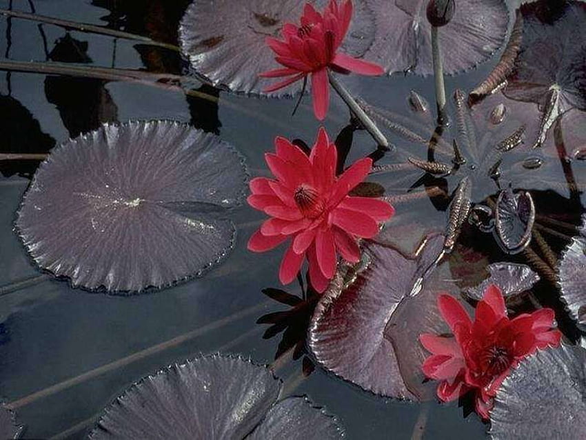 Red Water Lilly, lilly, water, red, pond HD wallpaper