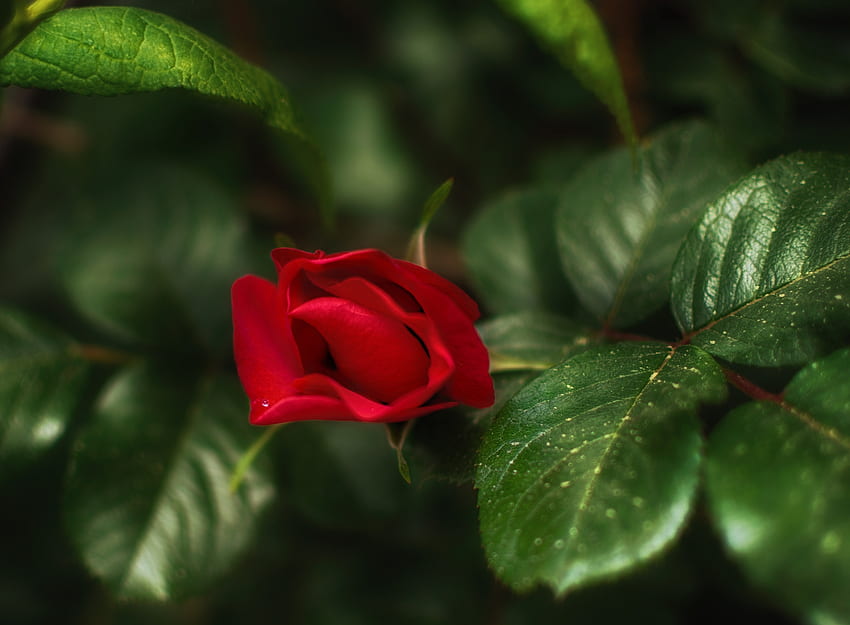 pączek róży, róża, liście, pączek, kwiat Tapeta HD