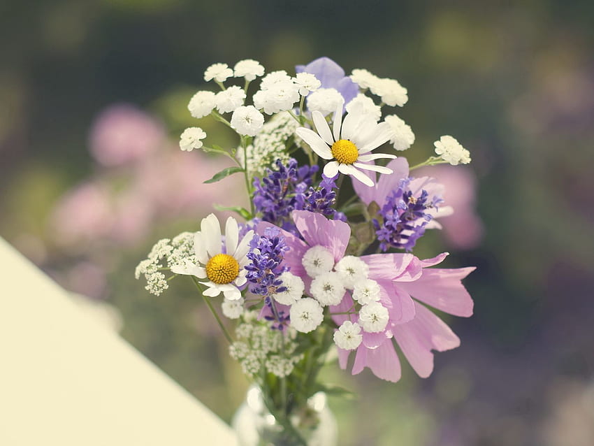 Flowers, Camomile, Bouquet, Field, Sharpness HD wallpaper