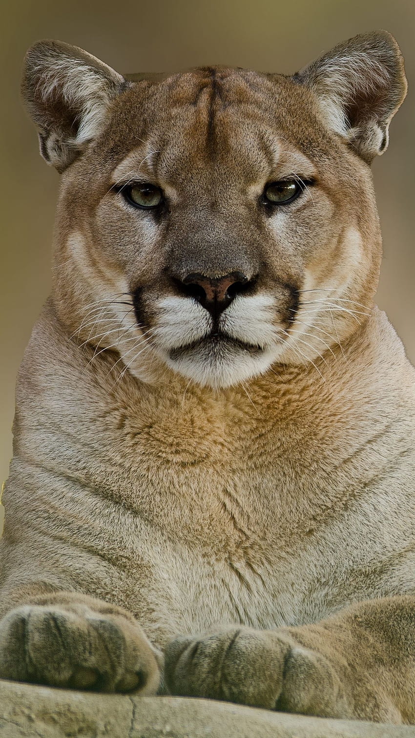 puma, cougar, mountain, lion HD phone wallpaper