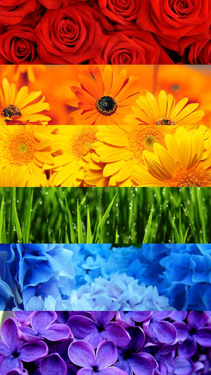 Pride Dark iPhone (Page 1), Rainbow Flower HD phone wallpaper