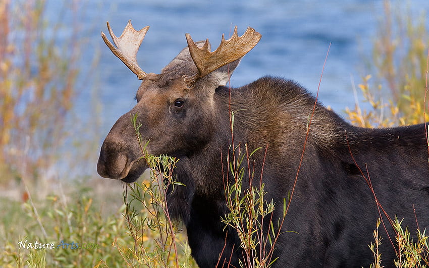 bull moose, animal, north america, , alaska HD wallpaper