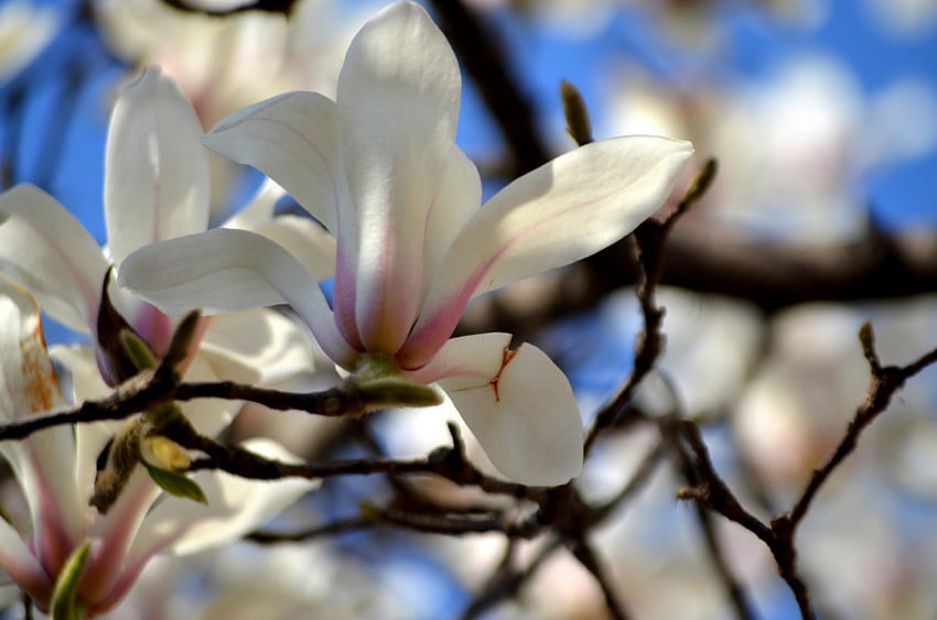 Magnolia Tree Blossom, Flowers, Magnolias, Nature, Trees HD wallpaper