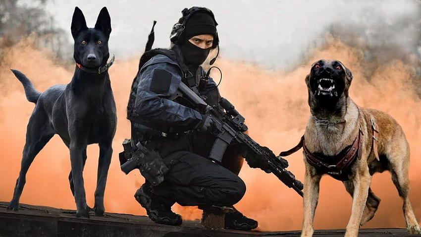 Police dogs HD wallpapers | Pxfuel