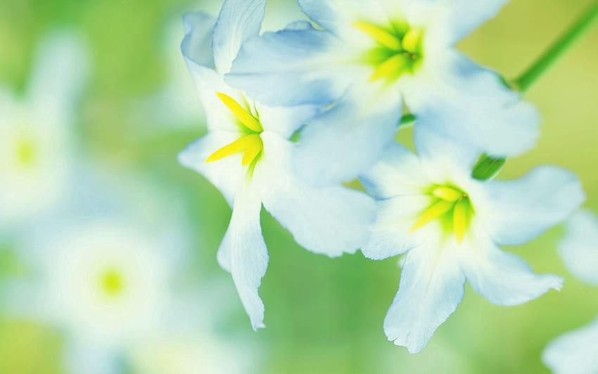 ดอกไม้ มาโคร นาร์ซิสซัส วอลล์เปเปอร์ HD