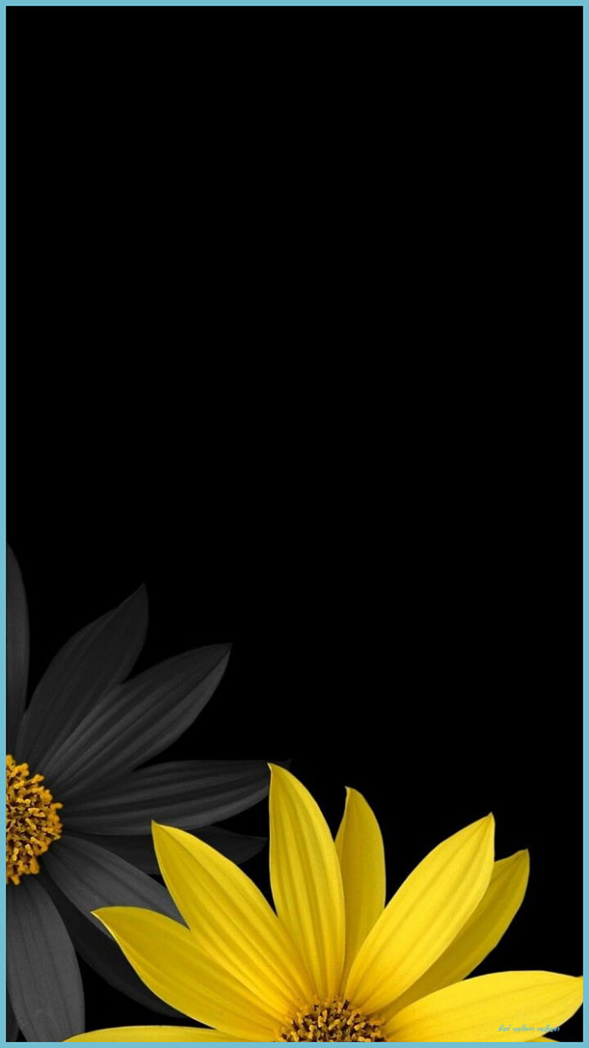 Красиви цветя Цветен фон, слънчоглед - черен слънчоглед HD тапет за телефон