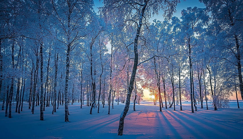El bosque de hadas, azul, invierno, bosque, nieve. fondo de pantalla