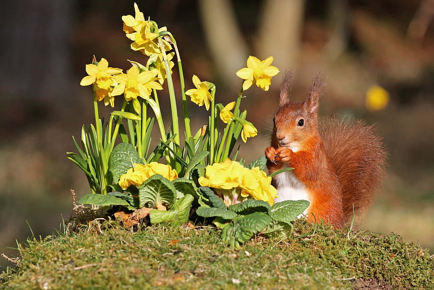 Yellow Daffodils & Red Squirrel, Animals, Yellow, Rodents, Squirrels, Flowers, Nature, Daffodils HD wallpaper