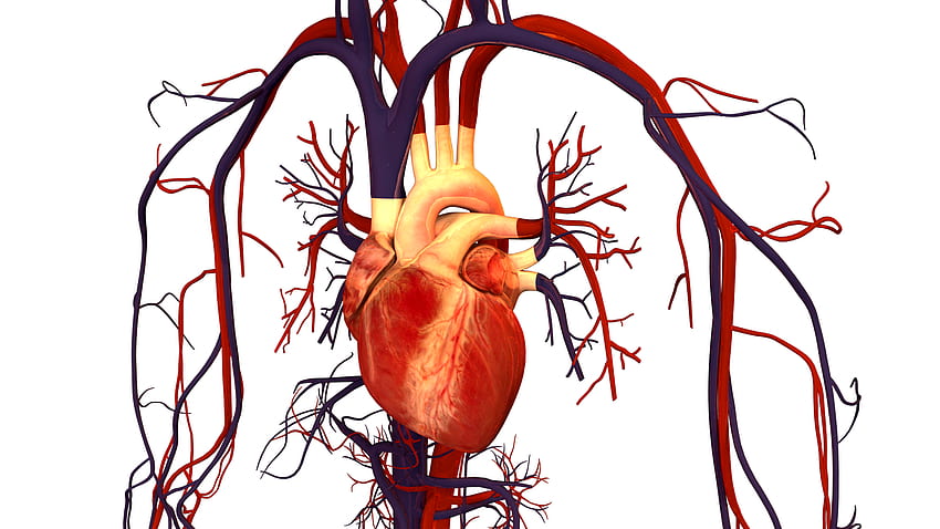 Choroby serca, układ krążenia Tapeta HD