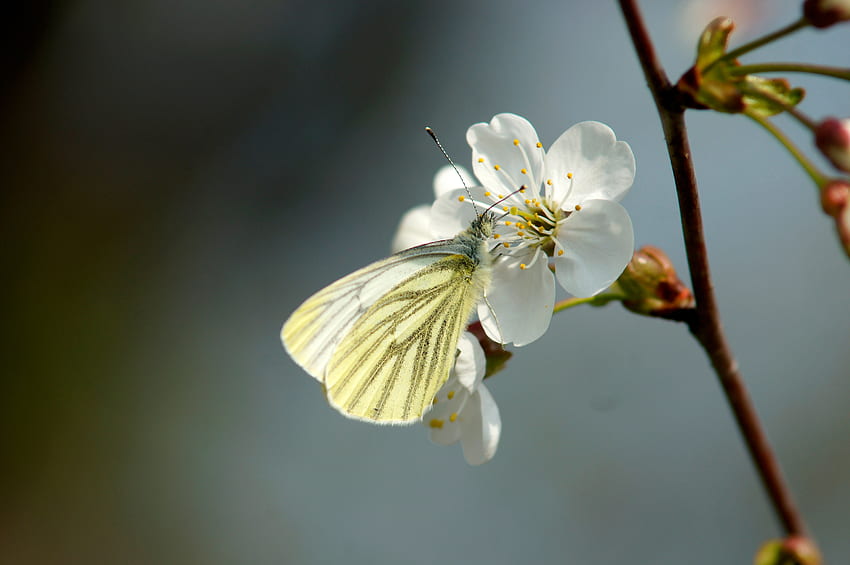 Cherry, Flower, Macro, Butterfly, Spring HD wallpaper