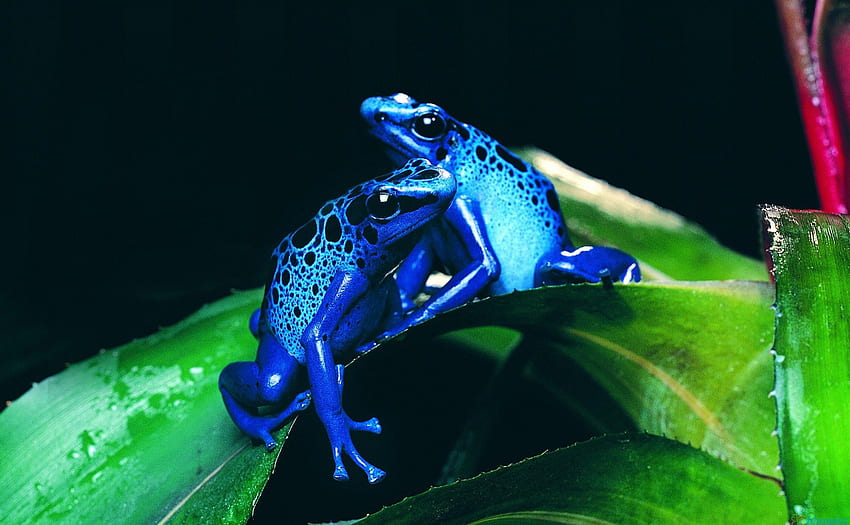 COOL BLUE FROGS - POISON, blue, poison, wild, close up, leaves, frogs, animals, , nature, macro HD wallpaper