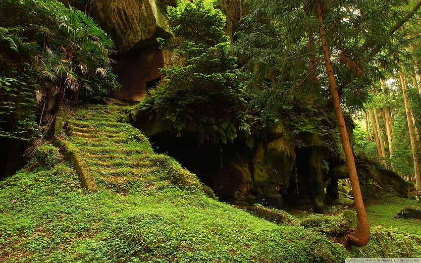Orman Merdiven Harabeleri ❤ Ultra TV, Zen Summer için HD duvar kağıdı