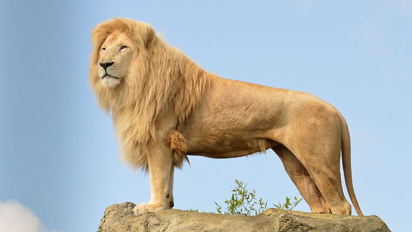 Lion, sky, rocks, Animals, Lion Pride HD wallpaper