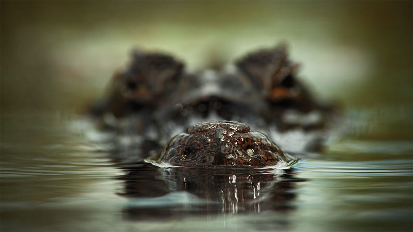 face, crocodile, water, scary, dangerous Full Background HD wallpaper