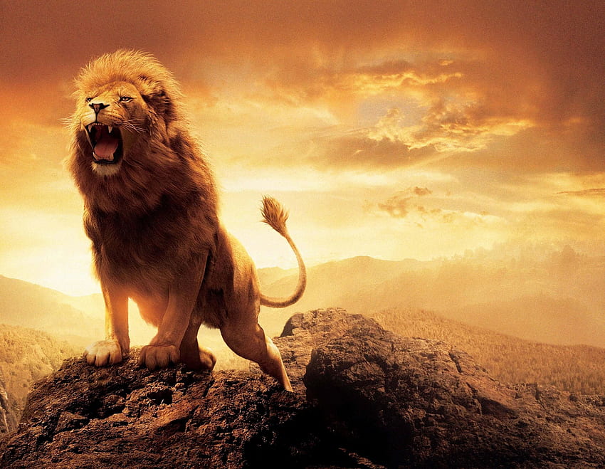 Lion Roar Unique Lion This Week - Left, Lion of Judah HD wallpaper