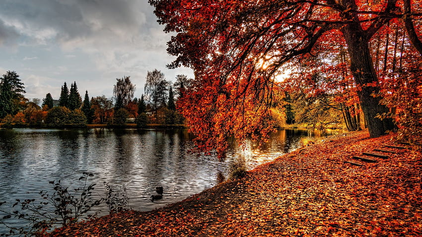 フルコースト秋の素晴らしい川ベルギー、ベルギーの風景 高画質の壁紙