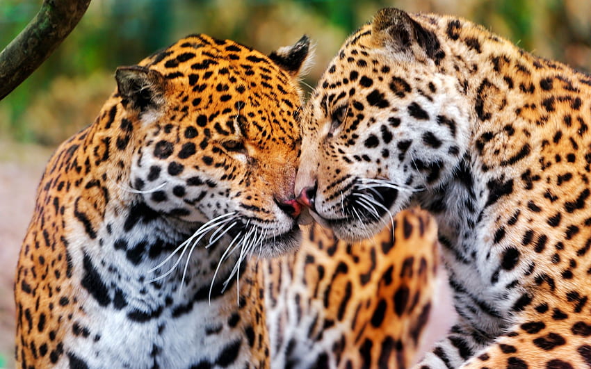 Animales, pareja, par, hocico, jaguares, gatos salvajes, gatos monteses fondo de pantalla