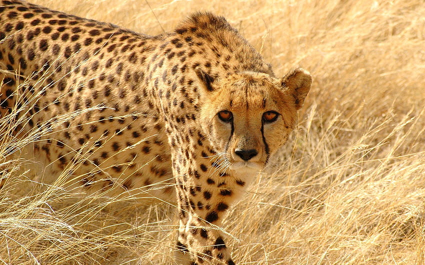 Animals, Grass, Cheetah, Sight, Opinion, Hunting, Hunt, Attentive HD wallpaper