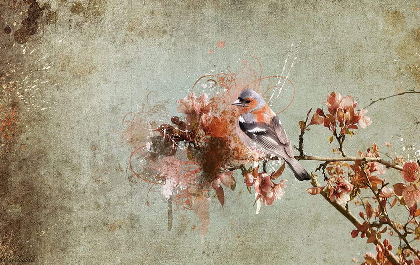 鳥、鳥、動物 高画質の壁紙