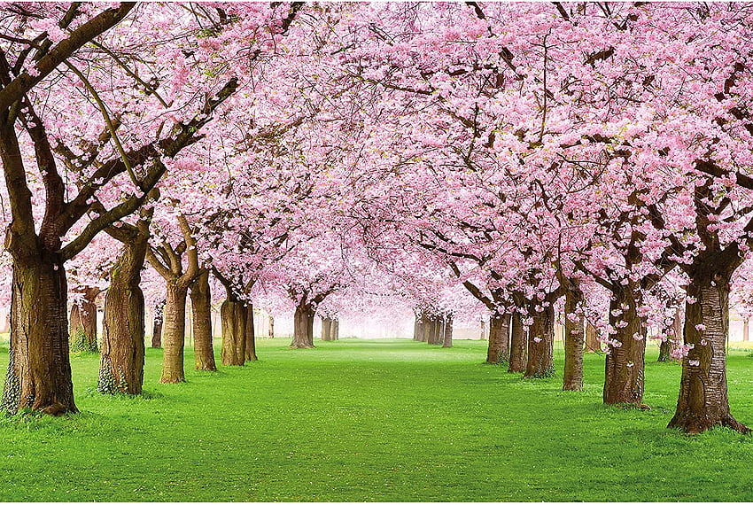 Grande - Árbol de flor de cerezo - Decorativo Primavera Paisaje Avenida Flores de cerezo Sakura Bloom Flores Decoración Mural de pared (132..7in - cm), Árbol de flor japonés fondo de pantalla