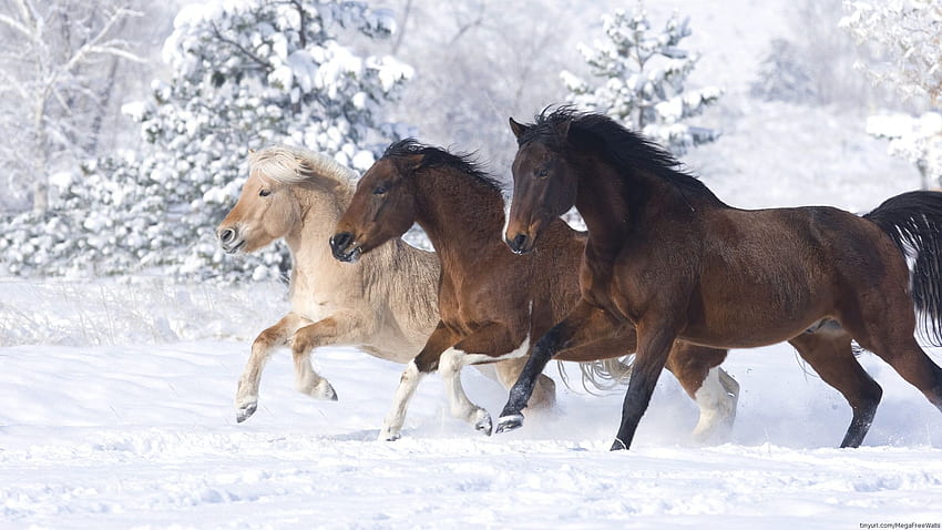 Free download Download Wallpaper Horse in snow 1024 x 768 Desktop wallpapers  and 1024x768 for your Desktop Mobile  Tablet  Explore 46 Christmas  Horses Wallpaper for Computer  Christmas Background For