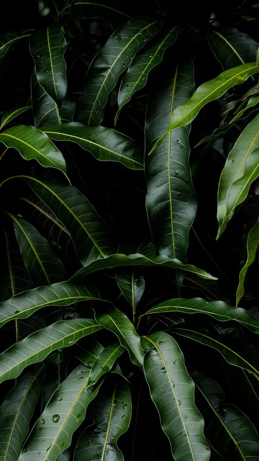 Folhas, verde, planta, manga - fundo de planta verde Papel de parede de celular HD