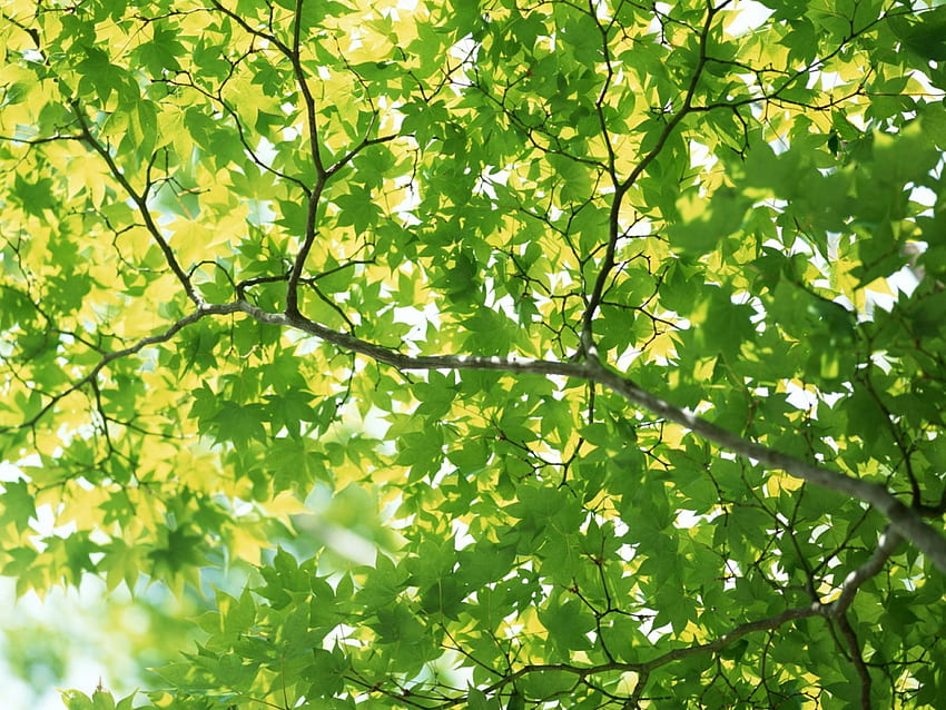 Majowa zieleń, słońce, zieleń, gałęzie, wiosna, drzewo Tapeta HD