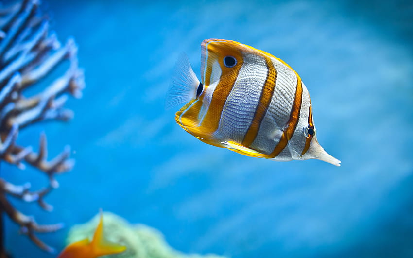 Live aquarium fish HD wallpaper | Pxfuel