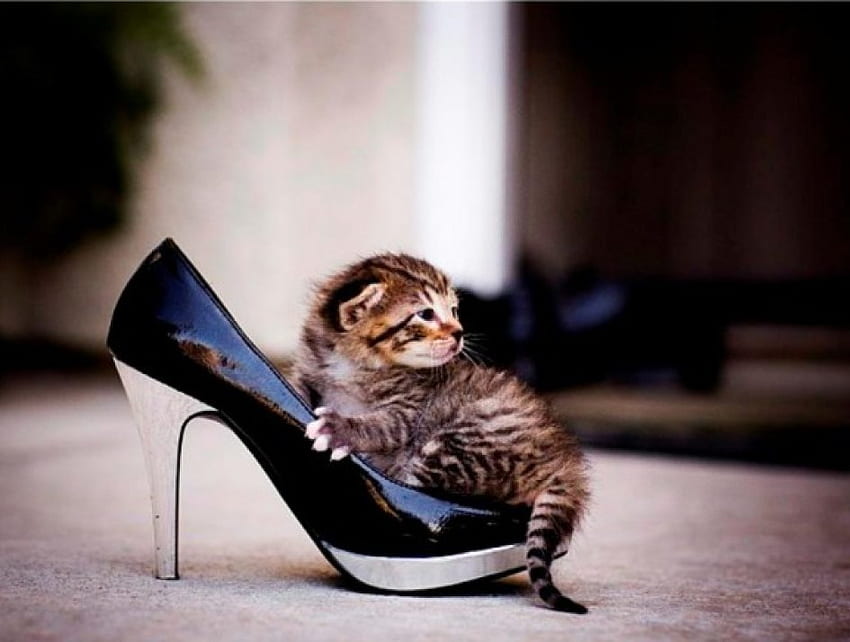 kucing, binatang, ukuran, lucu, sepatu Wallpaper HD