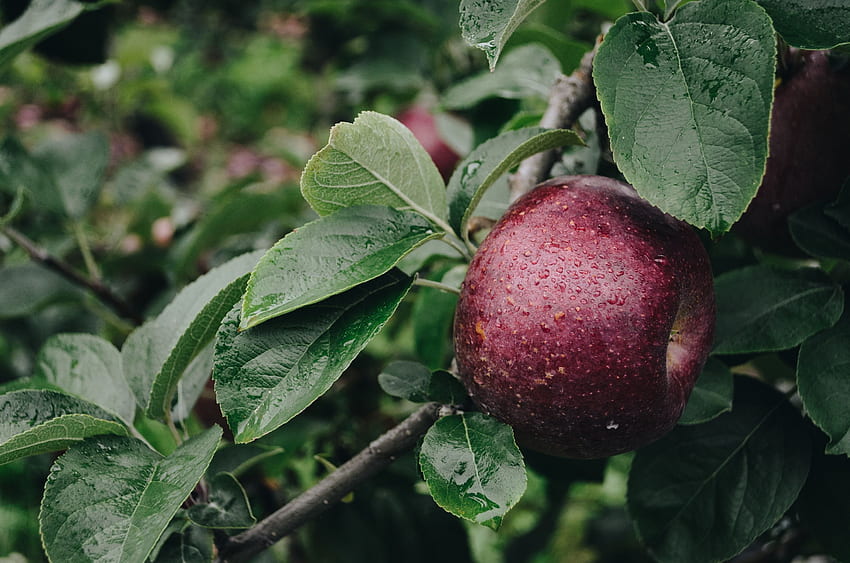 Lebensmittel, Apfel, Tropfen, Zweig HD-Hintergrundbild