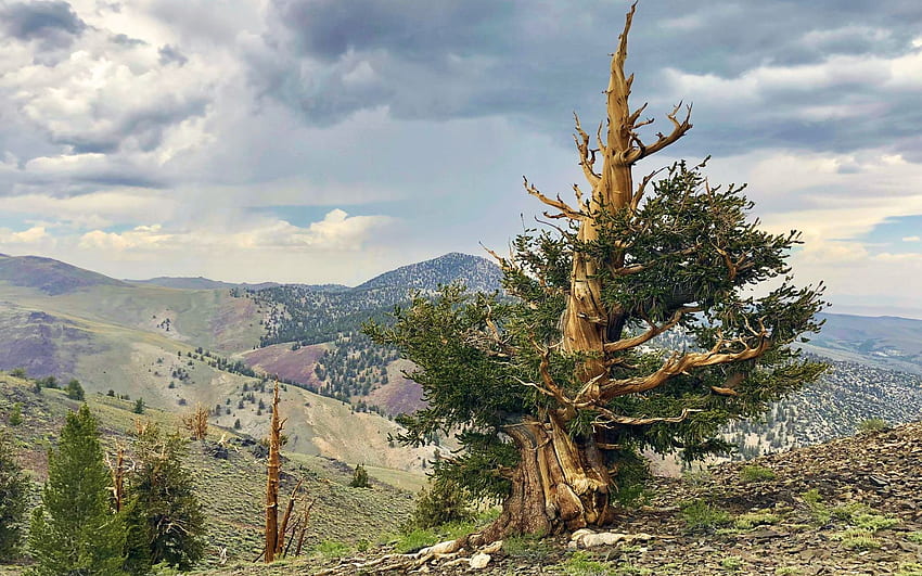 Incredible bristlecone pine along the road to Patriarch Grove, California, landscape, sky, hills, tree, clouds HD wallpaper