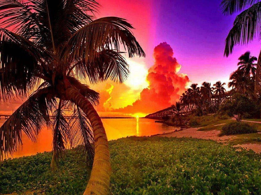 Warna Senja, pantai, langit, alam, pohon palem, matahari terbenam Wallpaper HD