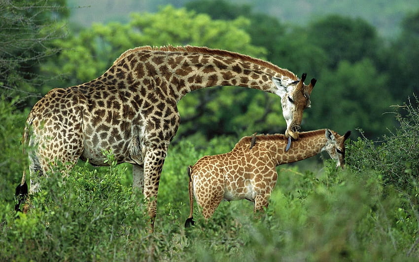 Animali, erba, giraffe, giovane, coppia, coppia, passeggiata, cura, Joey Sfondo HD