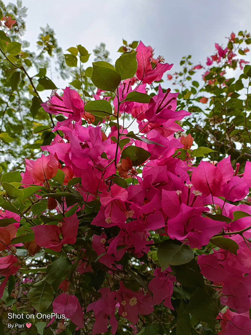 Buganvilla, floral, monzón fondo de pantalla del teléfono