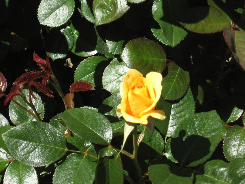 Gelbe Rose, gelbe, grüne Blätter, Garten, Rose HD-Hintergrundbild
