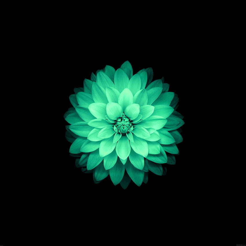 Blaues Lotus-Blume iPhone, blauer Lotus-Buddha HD-Handy-Hintergrundbild