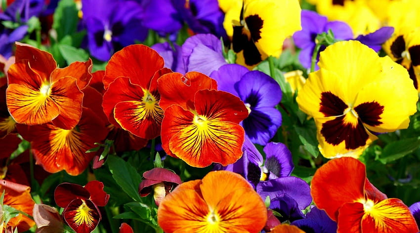 Pansies, blue, purple, yellow, red, flowers HD wallpaper