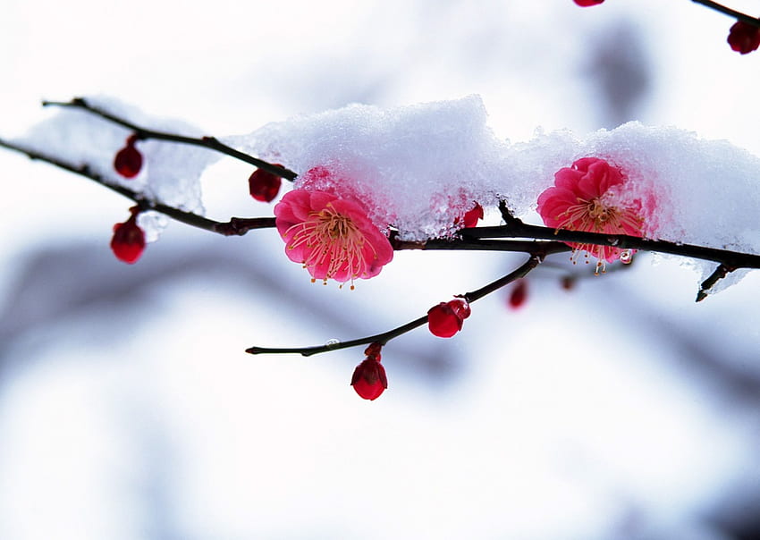 Winter is here!、冬、自然、花、雪 高画質の壁紙