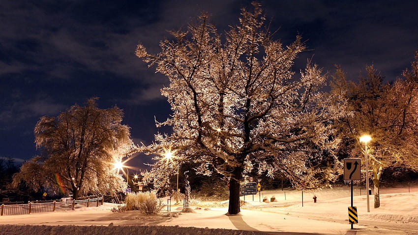 Winter, Natur, Bäume, Nacht, Schilder, Lichter, Park, Laternen, Frost, Rauhreif HD-Hintergrundbild
